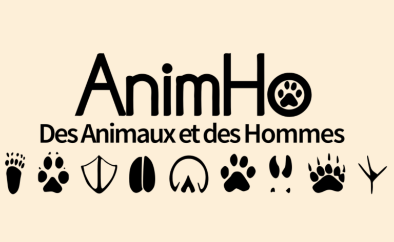 AnimHo